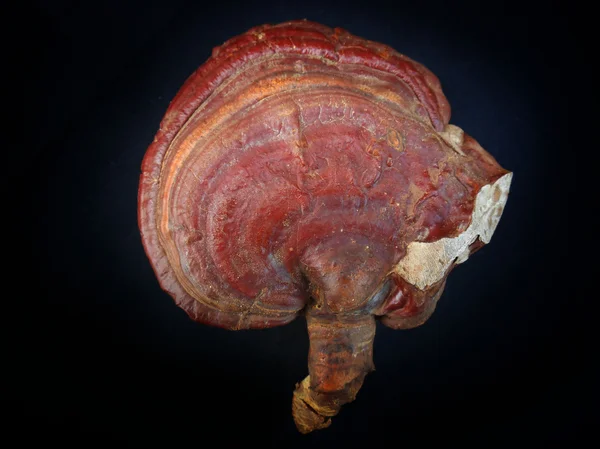 Ganoderma lucidum — Foto de Stock