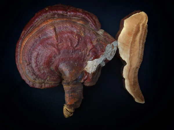 Ganoderma Lucidium — Stok fotoğraf