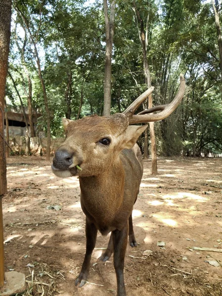 Çim yeme — Stok fotoğraf