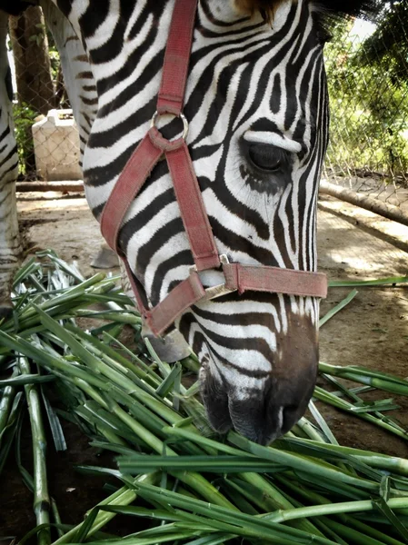 Zebra comendo grama — Fotografia de Stock