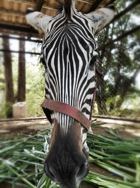 Zebra äta gräs — Stockfoto