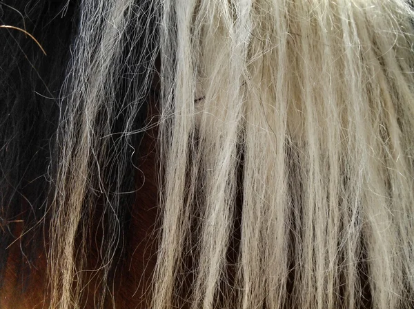 Zwart-wit paardenhaar (crin) — Stockfoto