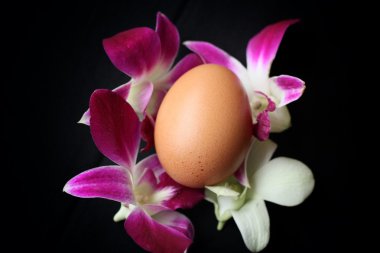 yakın çekim taze yumurta