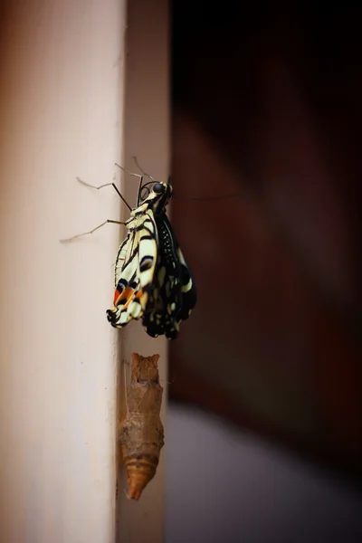 Papillon — Photo