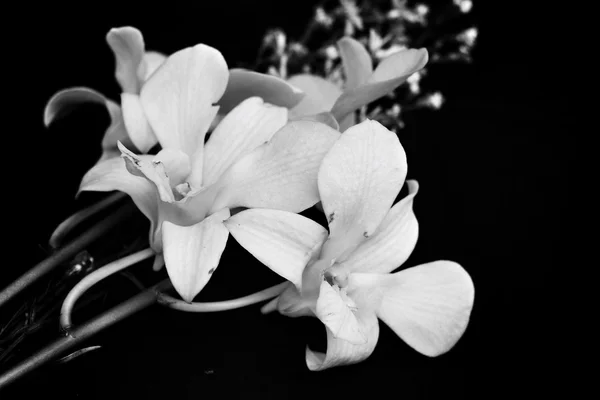 Orchidea bianca — Foto Stock