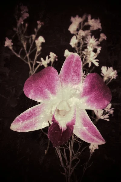 Orchidea rosa — Foto Stock