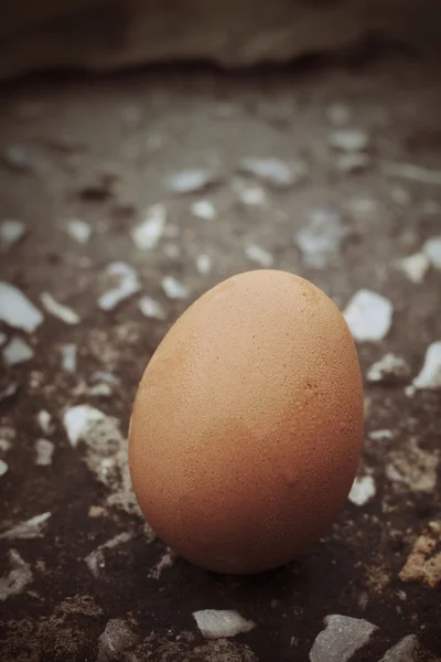 Uovo fresco primo piano — Foto Stock