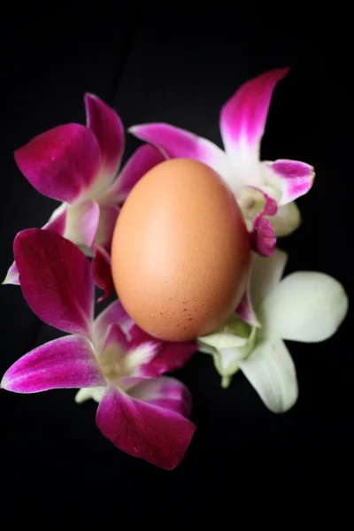 Huevo fresco de cerca —  Fotos de Stock