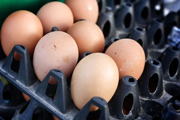 クローズ アップの新鮮な卵 — ストック写真