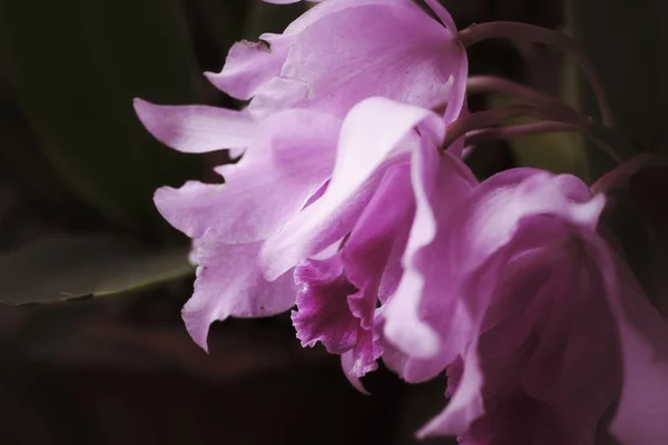 Orchideje Cattleya — Stock fotografie
