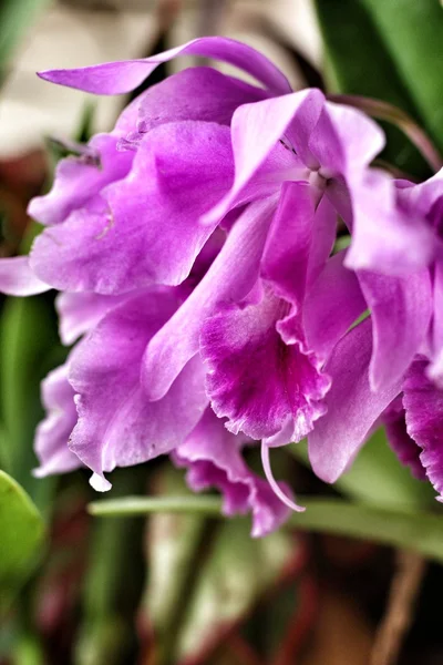 Cattleya orchids — Stock Photo, Image