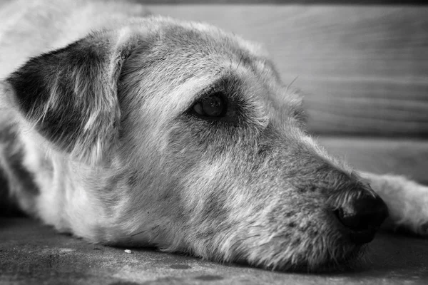 Hund söker — Stockfoto