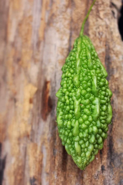 Melón amargo vegetal . — Foto de Stock