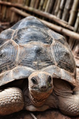 tortuga de cáscara suave