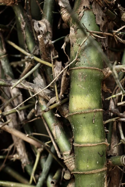 Folhas velhas de bambu — Fotografia de Stock