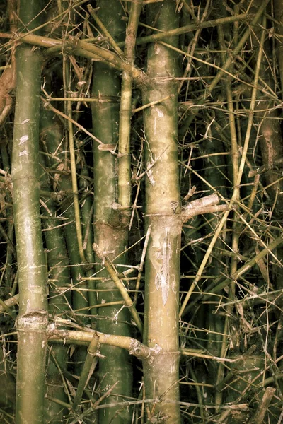 Oude bladeren bamboe — Stockfoto