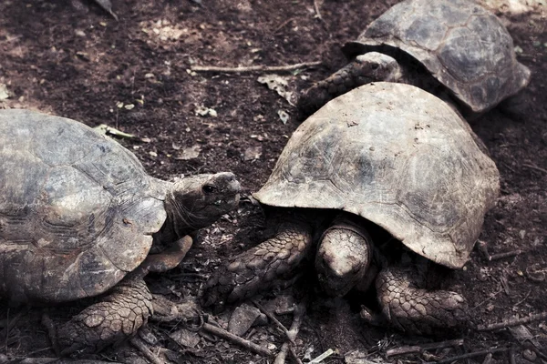 Tortuga gatera — Foto de Stock