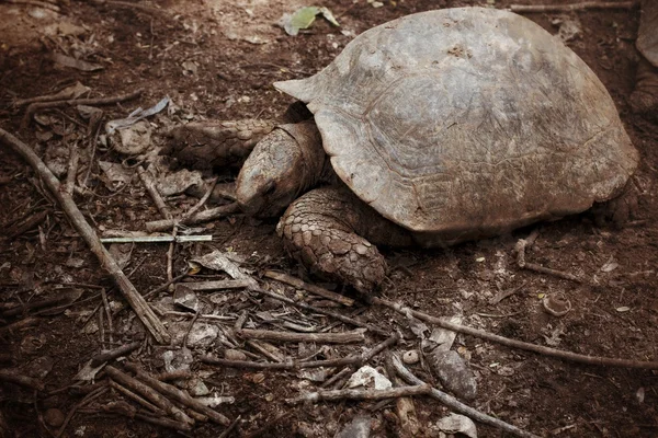 Ανίχνευση χελώνα — Φωτογραφία Αρχείου
