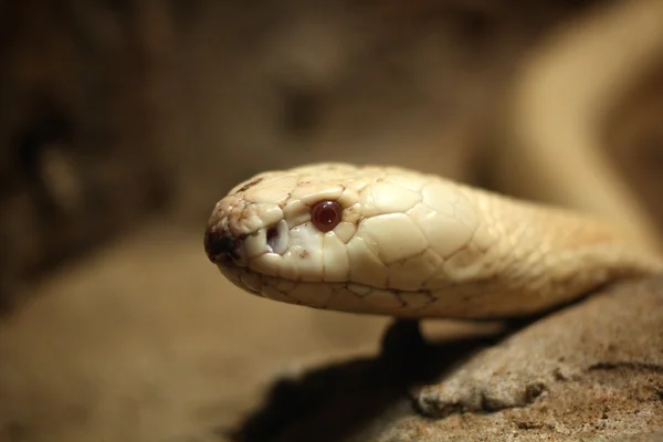 Serpiente mamba blanca —  Fotos de Stock