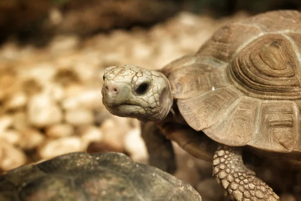 Krypande sköldpadda — Stockfoto