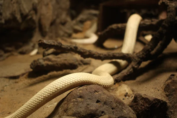 Serpiente mamba blanca —  Fotos de Stock