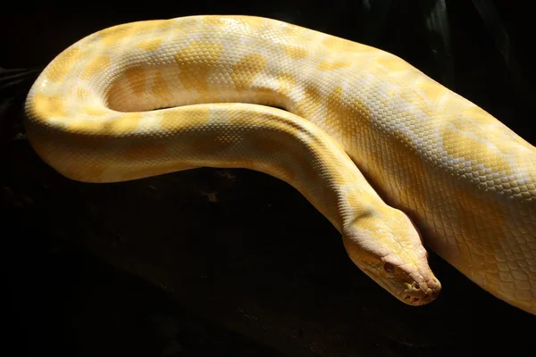 Albino snake — Stock Photo, Image