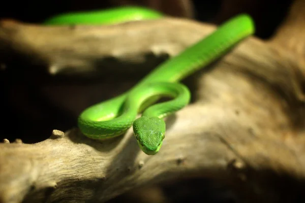 Snake, green snake — Stockfoto