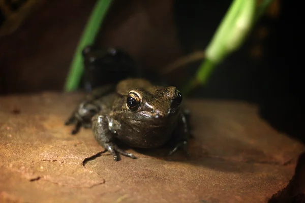 Grenouille léopard — Photo