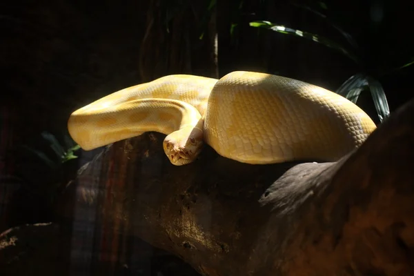 Albino snake — Stock Photo, Image