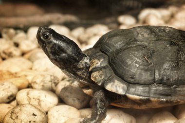 tortuga de cáscara suave
