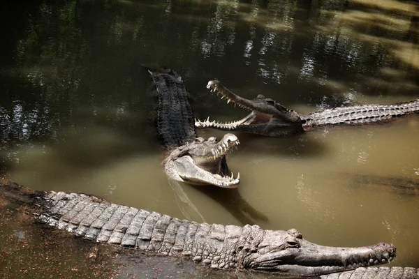 Krokodil — Stockfoto