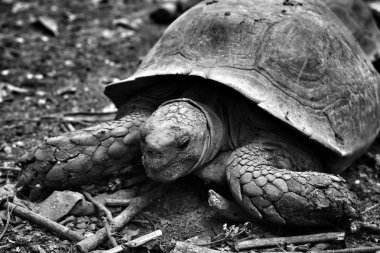 tortuga de cáscara suave