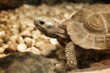 tortuga de cáscara suave