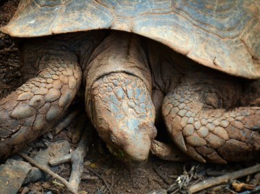 tortuga de cáscara suave