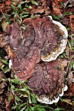 Ganoderma Lucidium