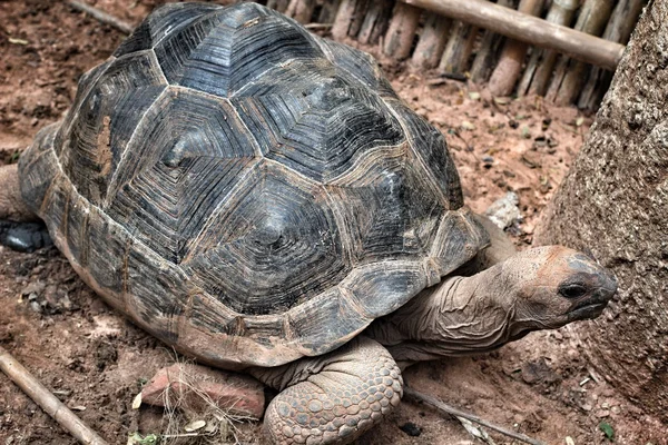 Tortuga de cáscara suave — Stok fotoğraf