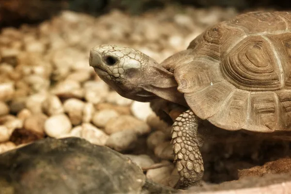 Crawling tortoise — Stock Photo, Image