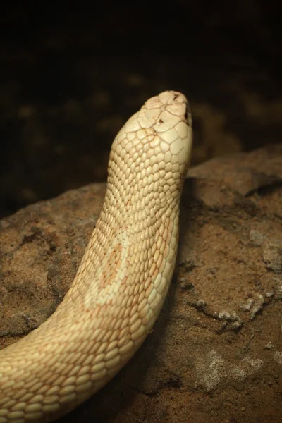 Serpiente mamba blanca — Foto de Stock