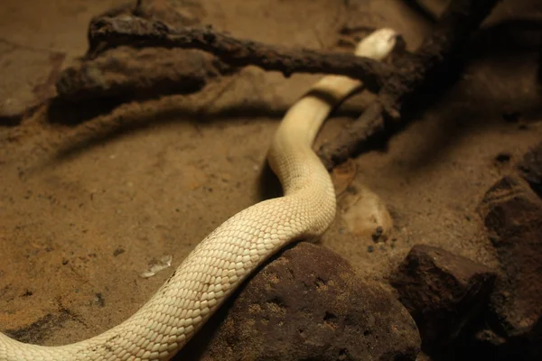 Serpente bianco di mamba — Foto Stock