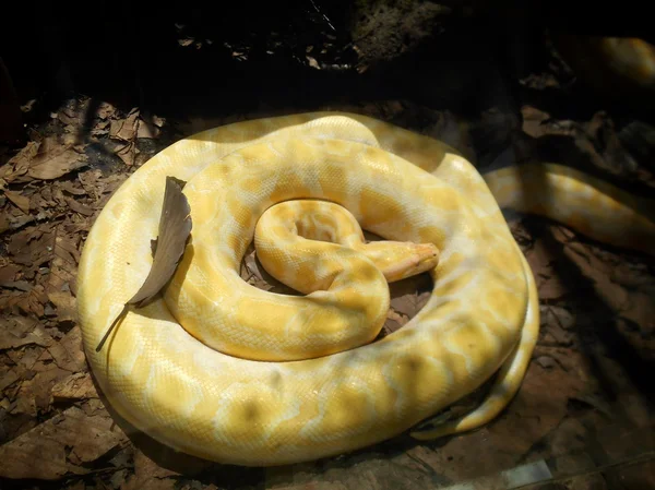 Albino orm — Stockfoto