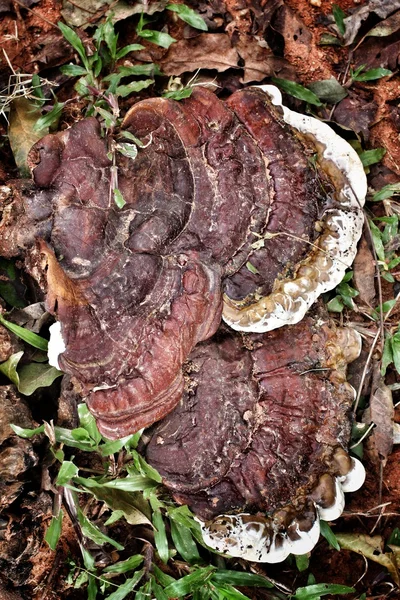Ganoderma lucidum —  Fotos de Stock