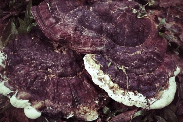 Ganoderma Lucidum — Stock Photo, Image