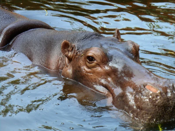 Hippo porträtt — Stockfoto