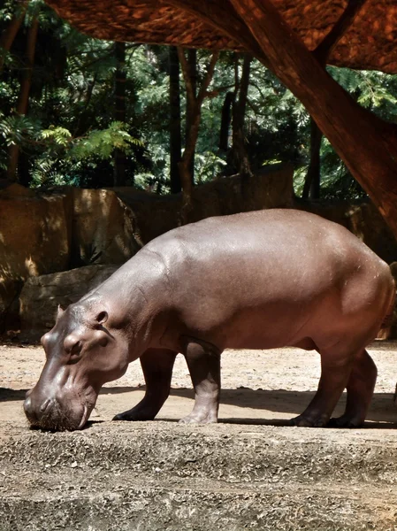 Hippo porträtt — Stockfoto