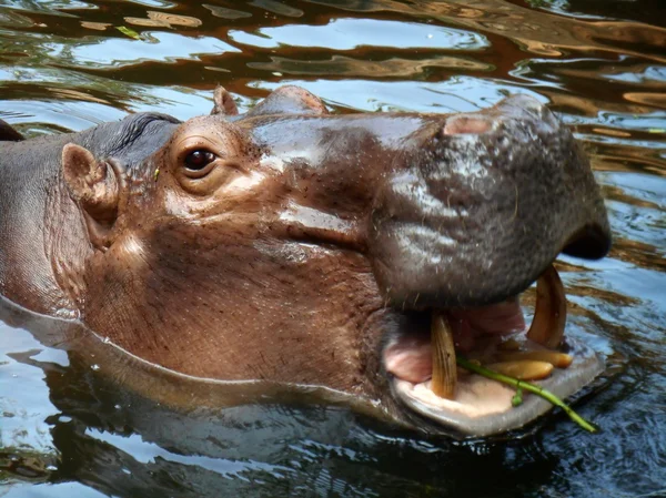 Hippo porträtt — Stockfoto