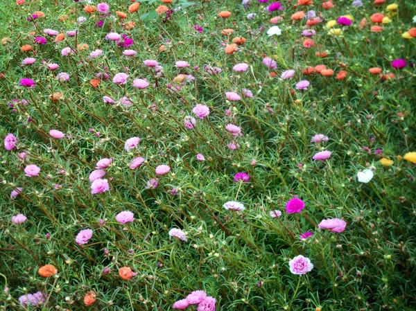 Purslane floreciente — Foto de Stock