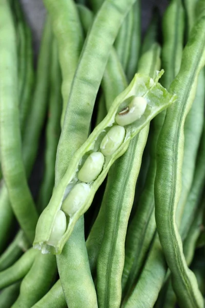 Fava longa — Fotografia de Stock