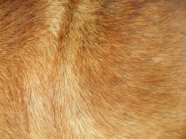 犬の毛 — ストック写真