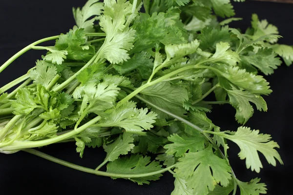 Cilantro —  Fotos de Stock