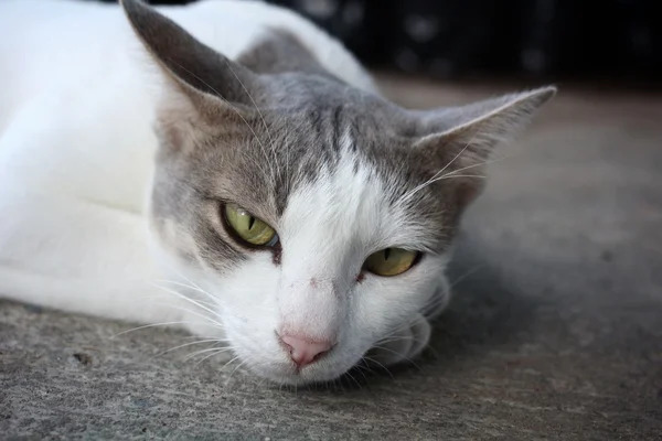 Schlafende Katze — Stockfoto